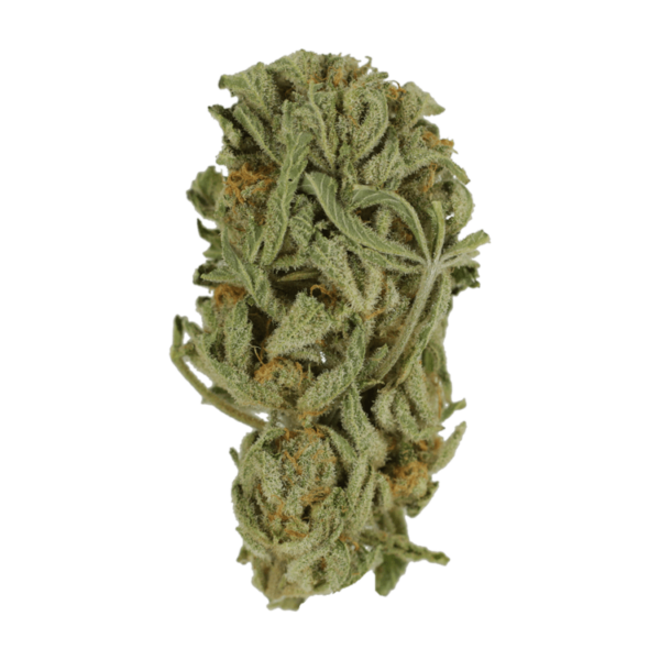 Master Kush Ultra | Chronic Paradise Canada
