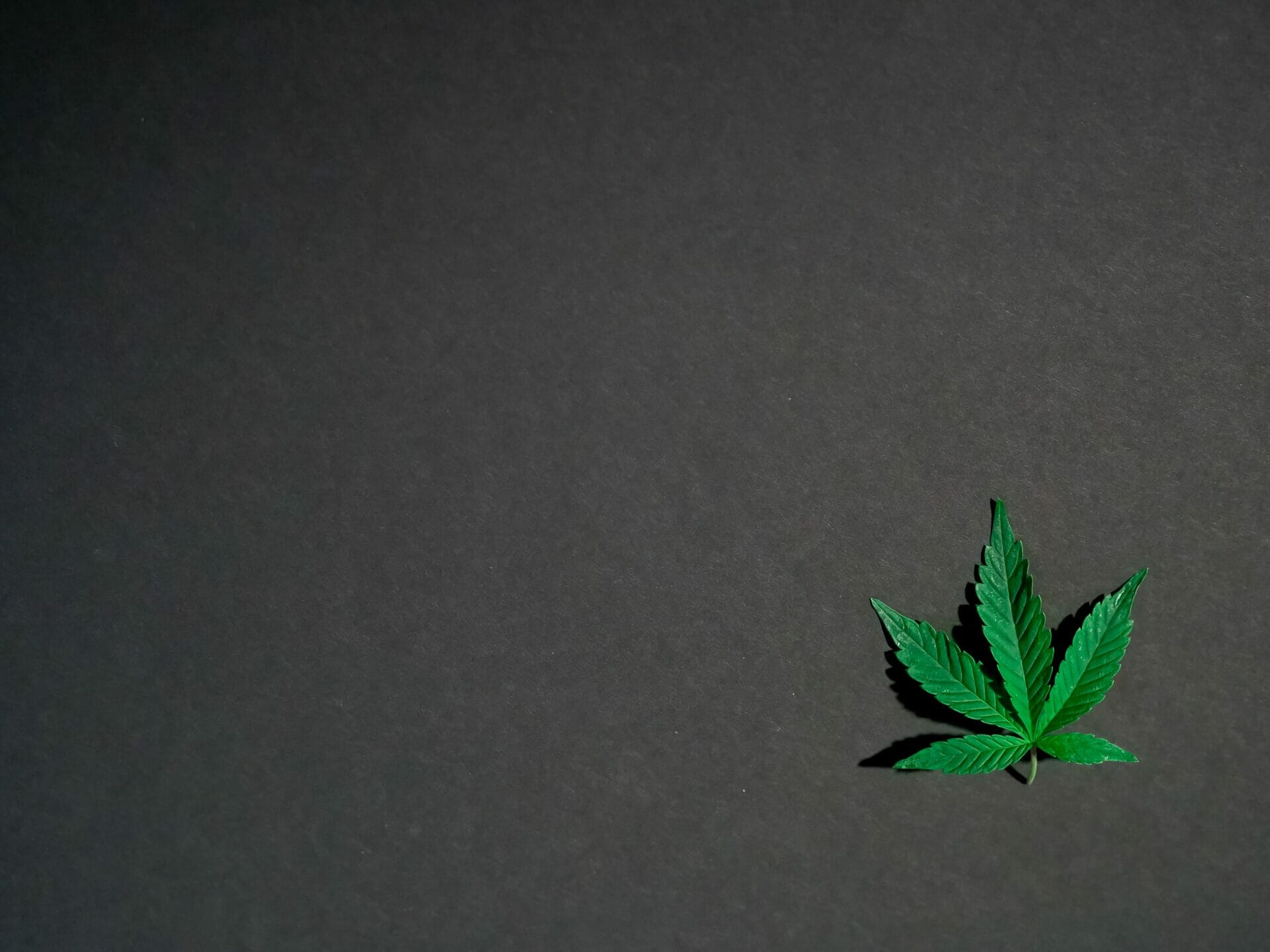 Hybrid - weed | Chronic Paradise Canada