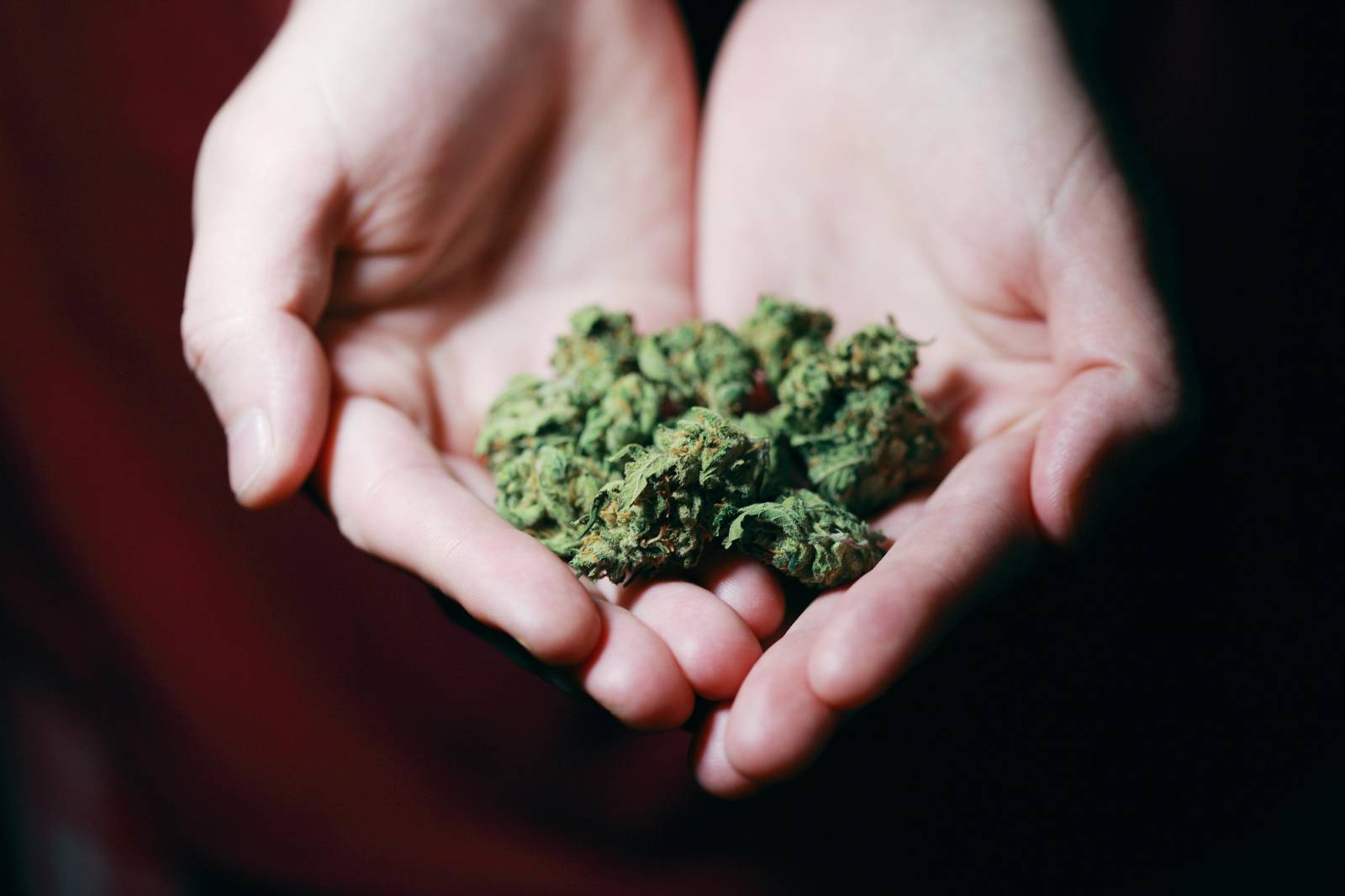 Best dispensary in canada | Chronic Paradise Canada