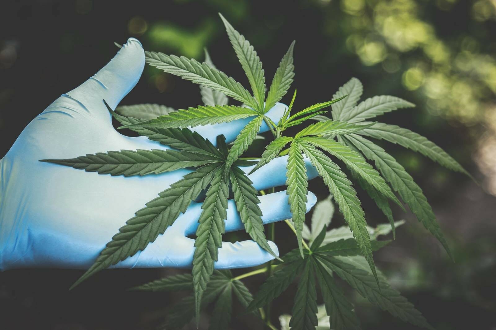 Buy cannabis Online Grasslife | Chronic Paradise Canada