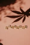 cannabis weed | Chronic Paradise Canada