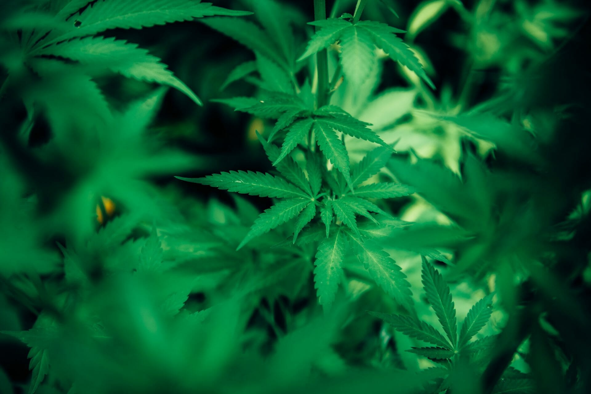 wholesale Cannabis | Chronic Paradise Canada