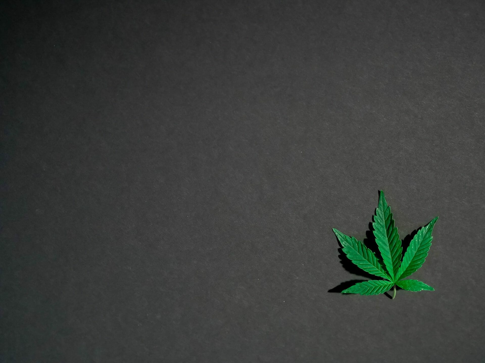 | Chronic Paradise Canada Hybrid Weed | Chronic Paradise Canada